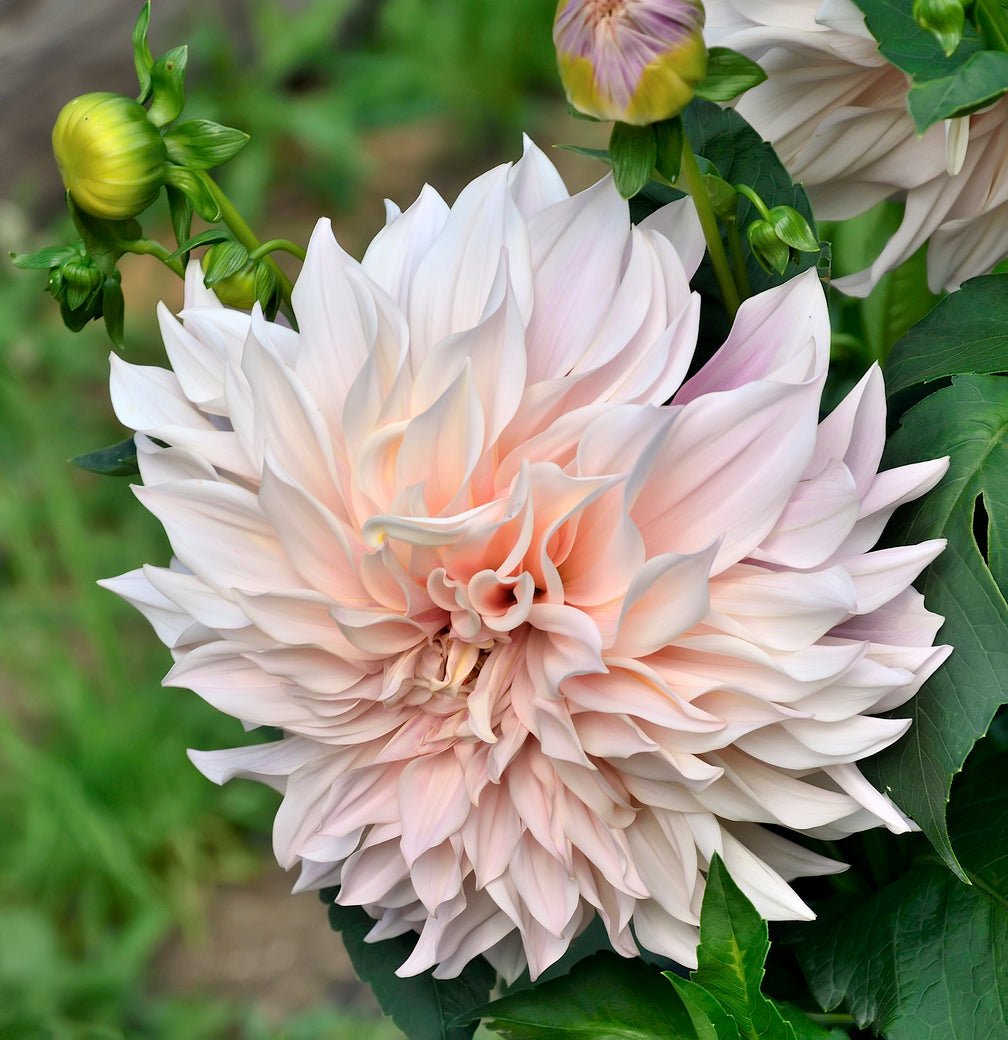 Top-Grade Dahlia Tuber 'Cafe Au Lait' / Dinner Plate Dahlia