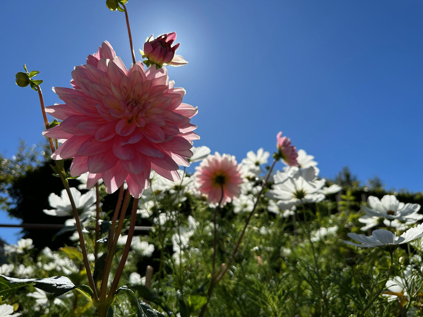 Fully-Guided Garden Tour - Oasis Cottage