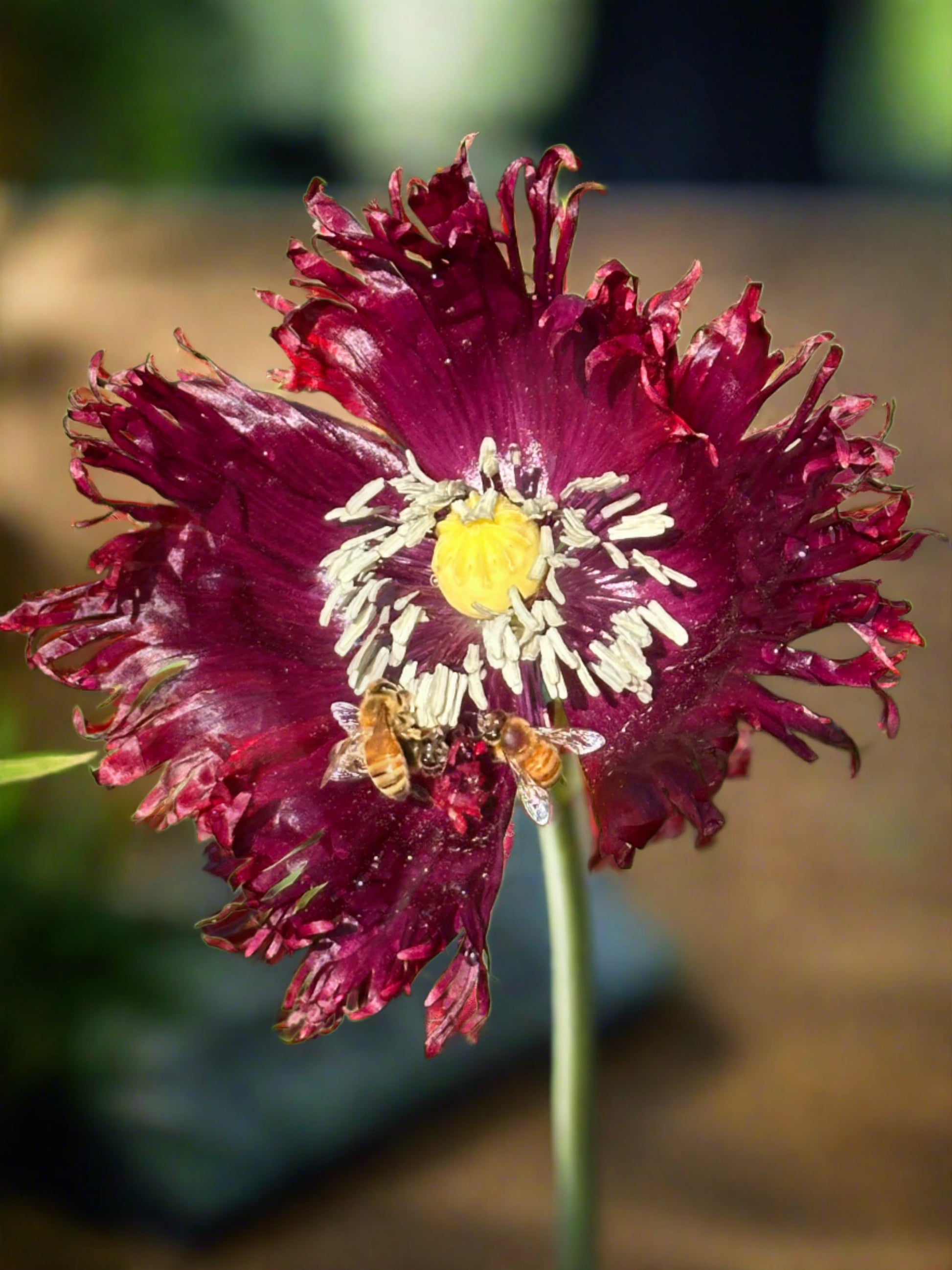 Poppy Black Swan at Oasis Cottage NZ