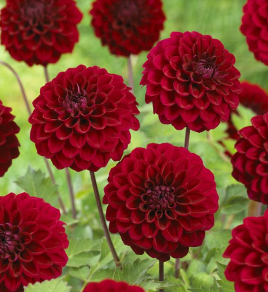 Top-Grade Dahlia Tuber 'Happy Jill' / Deep Red / Ball Dahlia