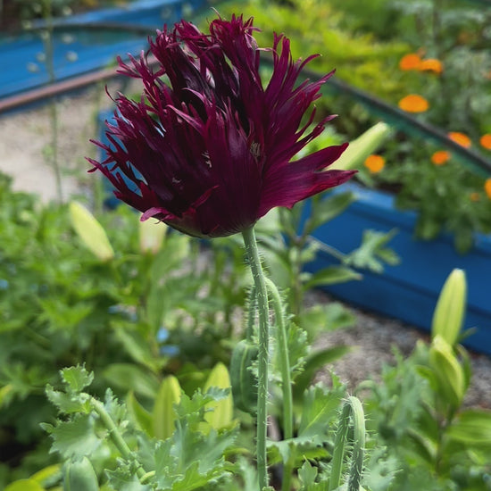 Poppy Black Swan at Oasis Cottage NZ