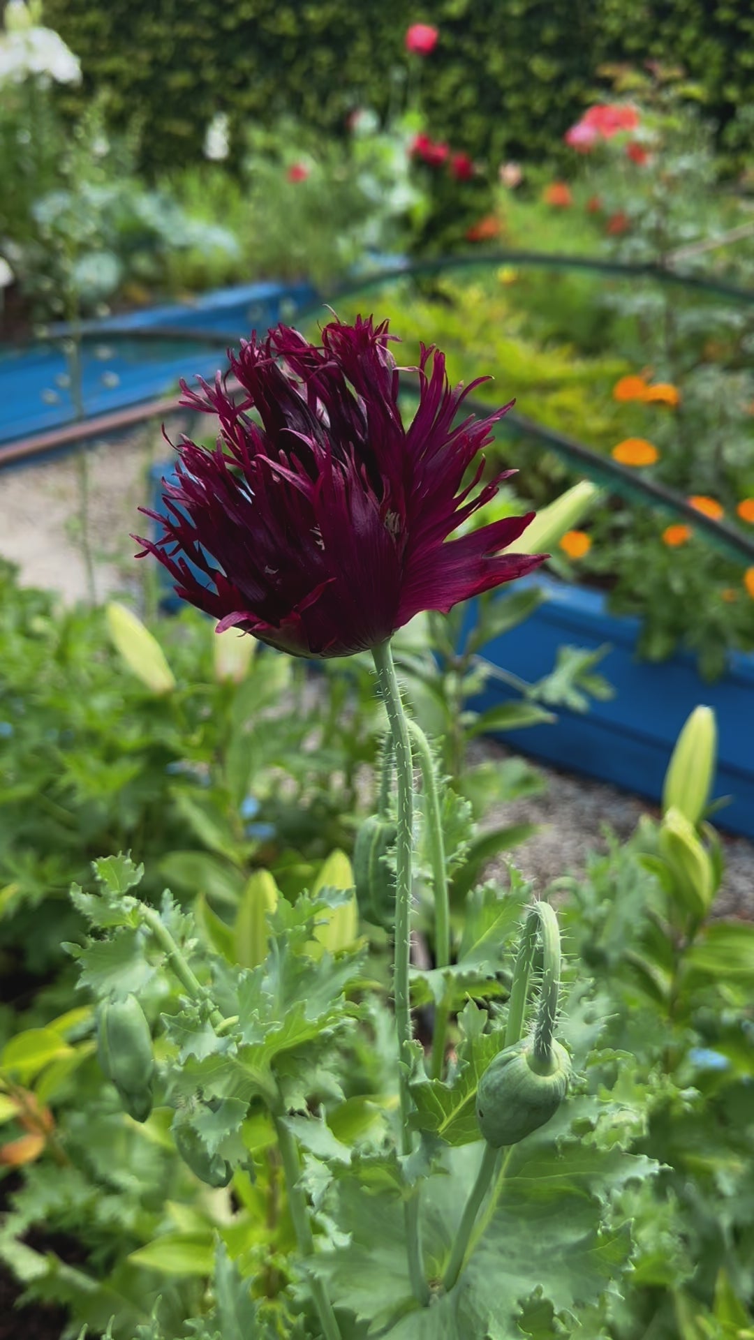 Poppy Black Swan at Oasis Cottage NZ